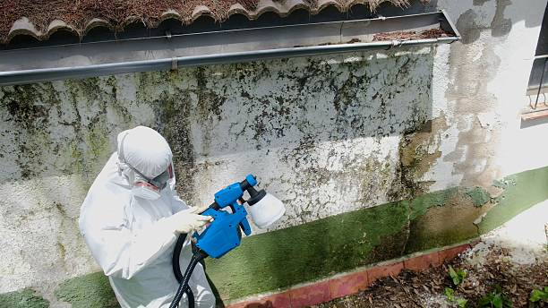 Top rated local Mold Remediation specialists in Church View, VA